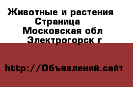  Животные и растения - Страница 3 . Московская обл.,Электрогорск г.